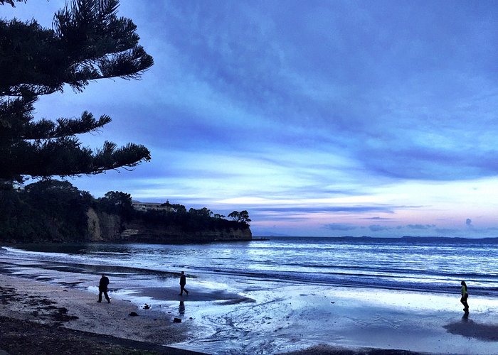 Pest Control Browns Bay,North Shore